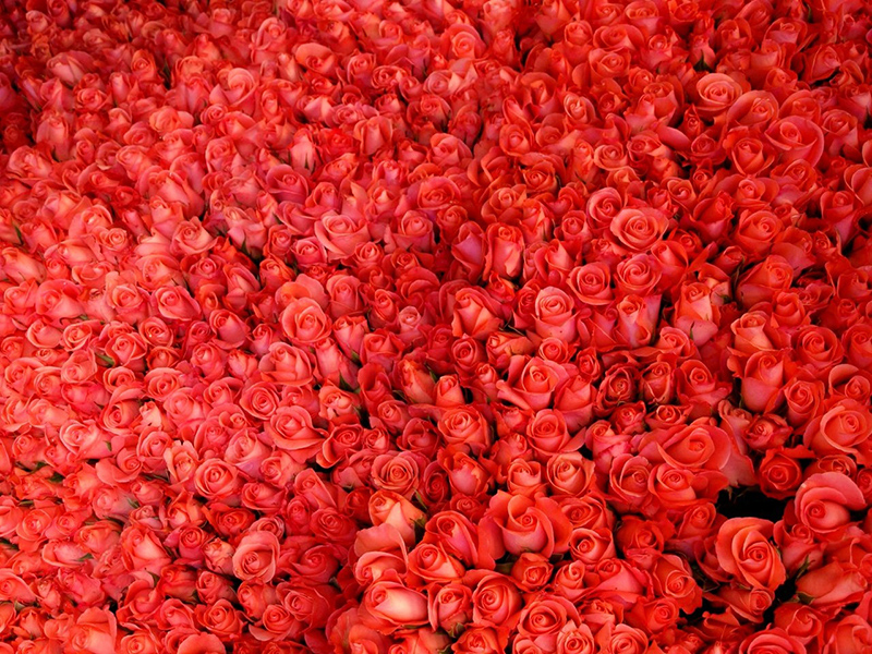 Joerg Fockenberg/EyeEm/Getty Images