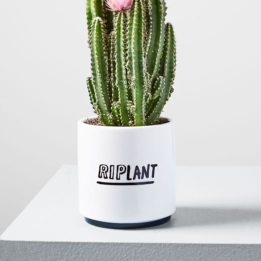 STYLECASTER | Cute Planters
