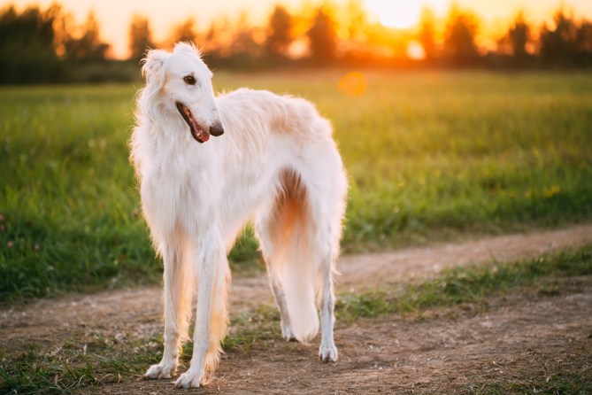 Borzoi Dog