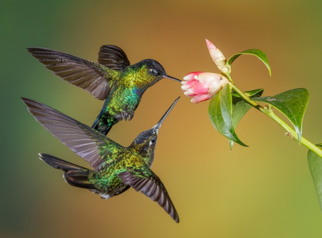 Hummingbirds