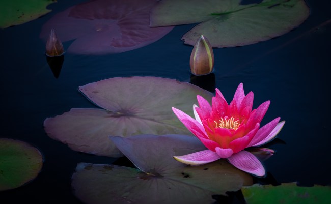 Lotus Flower/Water Lily