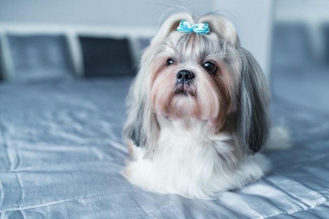 Shih Tzu