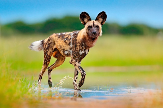African Wild Dog