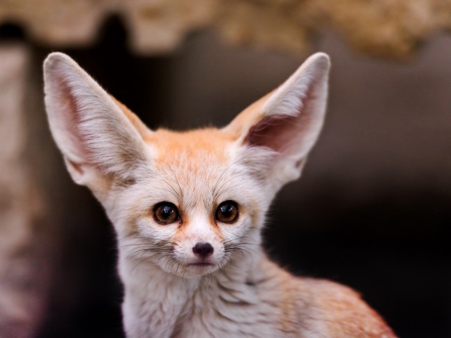 Fennec Fox