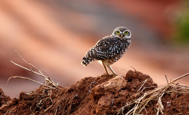 Burrowing Owl