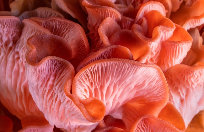 Pink Oyster Mushrooms