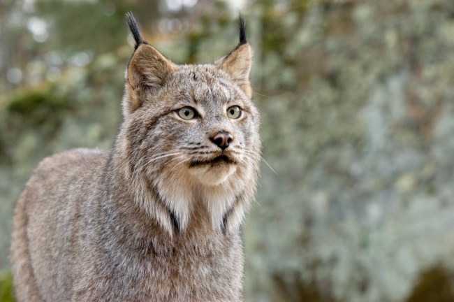 Canadian Lynx