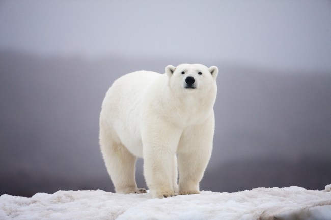 Polar Bear