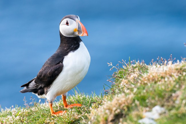 Puffin