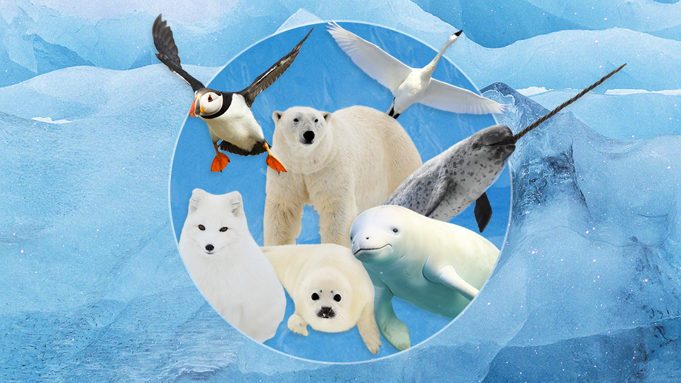 StyleCaster | The Arctic Animal That Captures How Each Zodiac Sign Feels When it Snows