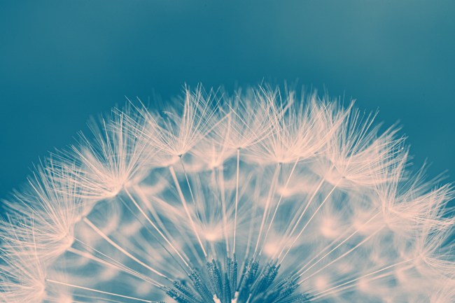 Dandelion seed