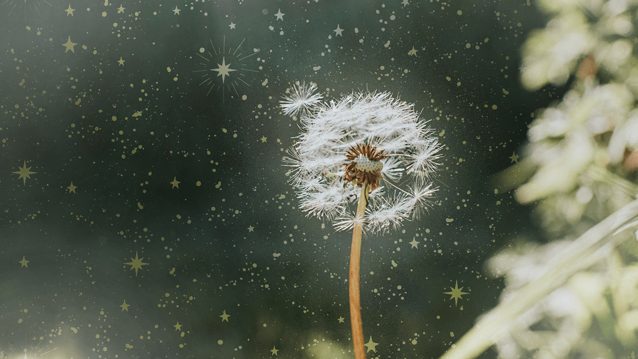 StyleCaster | The Spiritual Meaning of Dandelions + How to Use it in Your Spells & Rituals