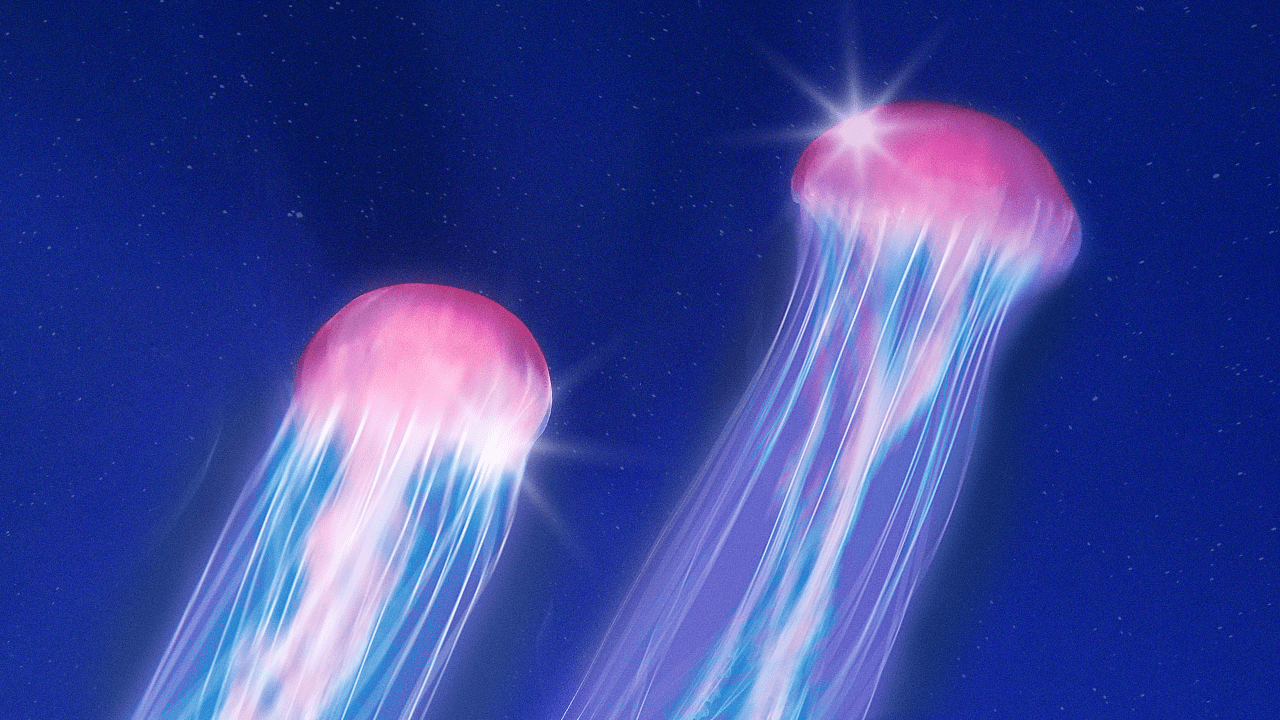 StyleCaster | Here's the Jellyfish That Captures Each Zodiac Sign