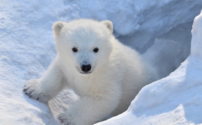 Polar bear cub hanging out in a small hole in a snowy terrain