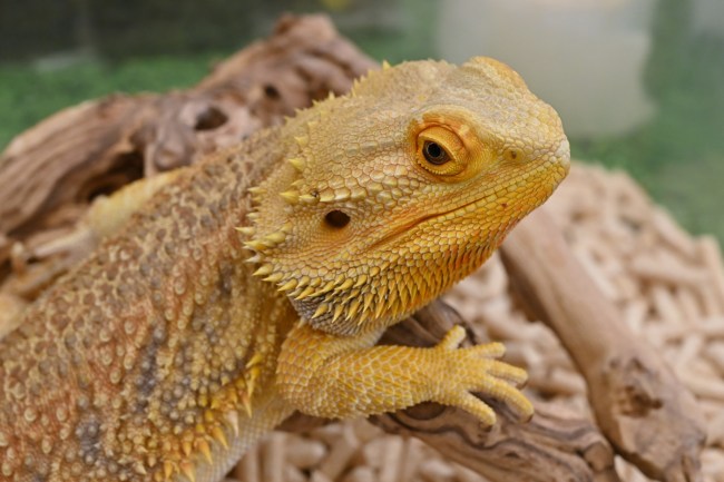 Yellow and orange Bearded Dragon sitting on a log.
