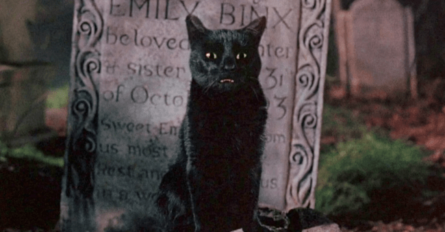 Thackery Binx Hocus pocus