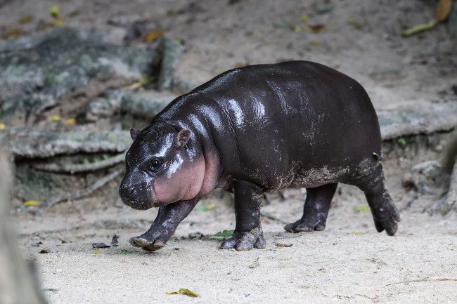 CHONBURI, THAILAND - OCTOBER 15: Moo Deng, a three-month-old female pygmy hippo who has become a viral internet sensation, walks at Khao Kheow Open Zoo in Chonburi province, Thailand on October 15, 2024.
