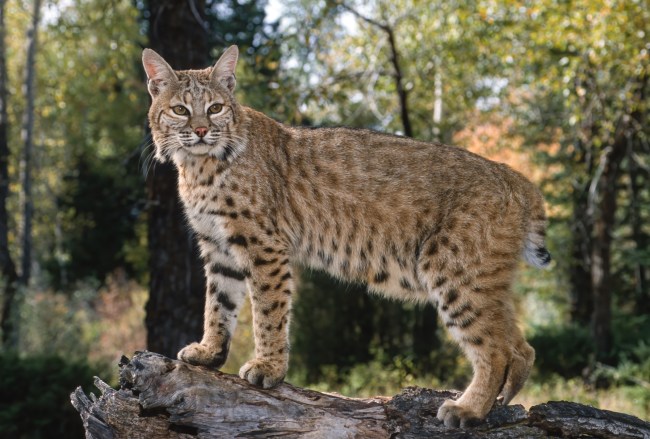 The bobcat (Lynx rufus), also known as the red lynx, is a medium-sized cat native to North America. It ranges from southern Canada through most of the contiguous United States to Oaxaca in Mexico. East Glacier, Montana.