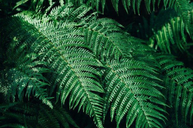 Close up of green fern leaves in a garden during summer.
